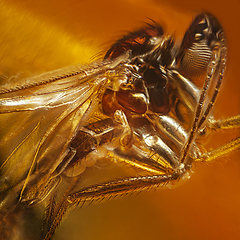 Image showing Fly inclusion in natural amber. Micro photography.