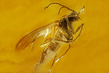 Image showing Fly inclusion in natural amber. Micro photography.