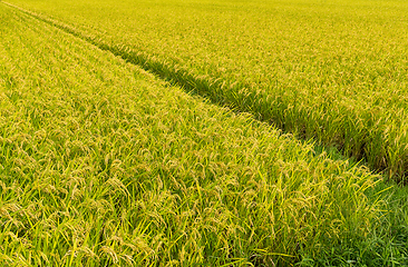 Image showing Green paddy rice field