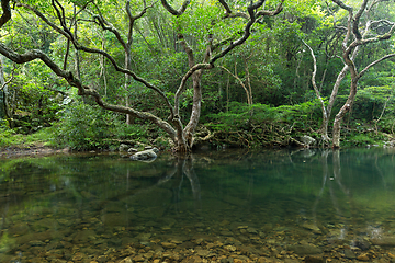 Image showing Lake and forest