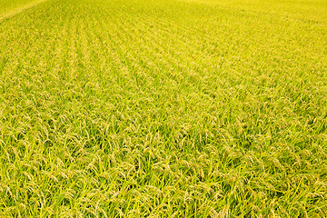 Image showing Paddy Rice meadow