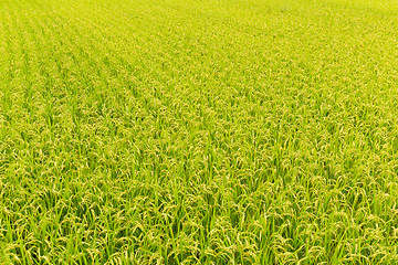 Image showing Paddy rice field