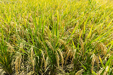 Image showing Paddy rice field