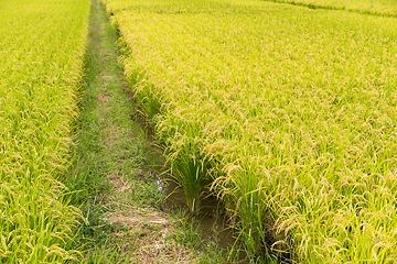 Image showing Green paddy rice field