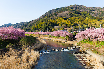 Image showing Sakura flower in countryside