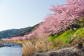 Image showing Sakura and river 