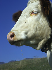 Image showing Cow