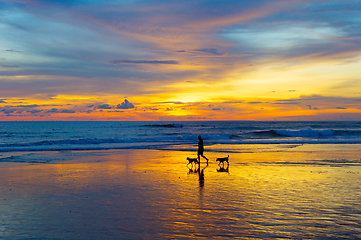 Image showing Man with dogs on beach