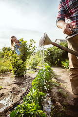 Image showing Young and happy farmer\'s couple at their garden in sunny day