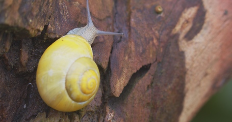 Image showing Small yellow snail crawling on the tree