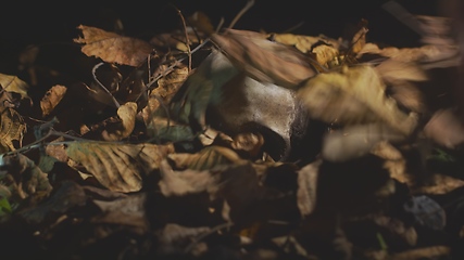 Image showing Finding human skull in the forest at night