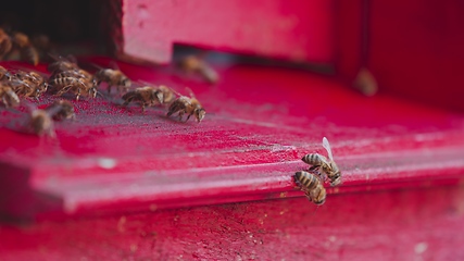 Image showing Honey bees on a hive cluster