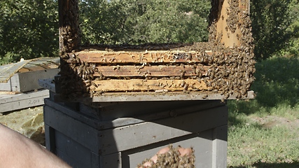 Image showing Honey bees on a hive cluster