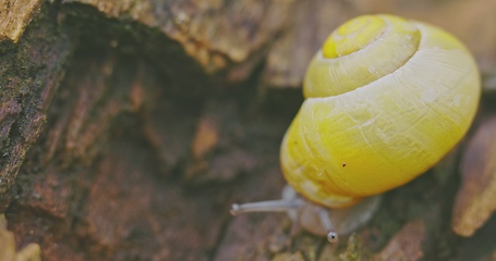 Image showing Small yellow snail crawling on the tree