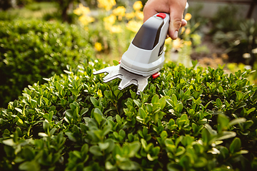 Image showing Young farmer working at his garden in sunny day