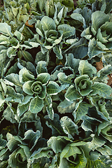 Image showing Top view of green plants, cabbagehead as a pattern