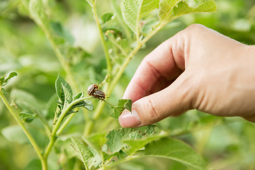 Image showing Close up photoshot of green plants and human hand holding it