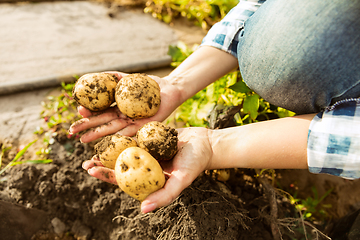 Image showing Young farmer working at his garden in sunny day