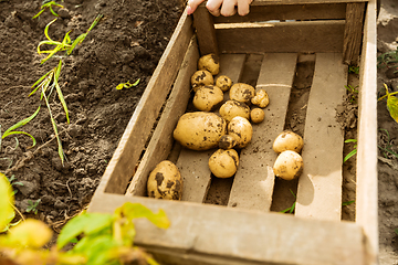 Image showing Young farmer working at his garden in sunny day