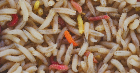 Image showing Lots of worms crawling as background texture closeup footage