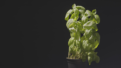 Image showing Green plant regenerating timelapse footage