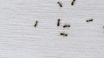 Image showing Ants wandering on the floor looking for food