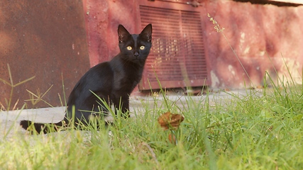 Image showing Young cat outdoors closeup footage