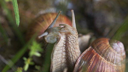 Image showing Snail on ground level macro photo