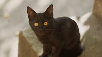 Image showing Young cat outdoors closeup footage