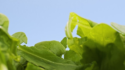 Image showing Green rucola leaves in camera motion