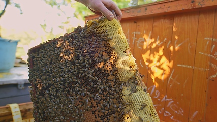 Image showing Honey bees swarming on a hive cluster outdoors at bee farm