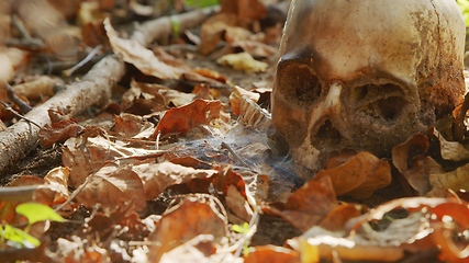 Image showing old skull on the ground covered with leaves