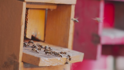 Image showing Honey bees on a hive cluster