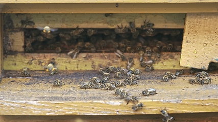 Image showing Honey bees on a hive cluster