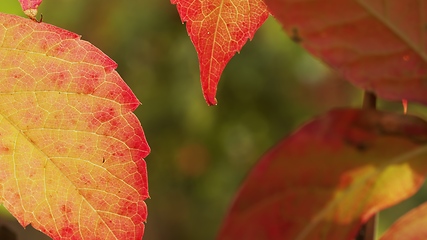 Image showing Autumnal leaves blown by the wind closeup