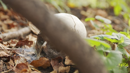 Image showing old skull on the ground covered with leaves