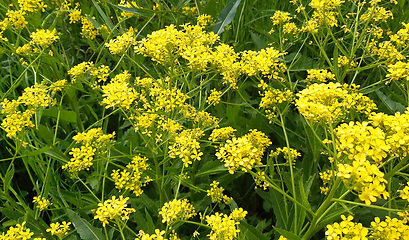 Image showing Beautiful wild yellow flowers