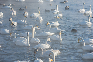 Image showing Beautiful white whooping swans