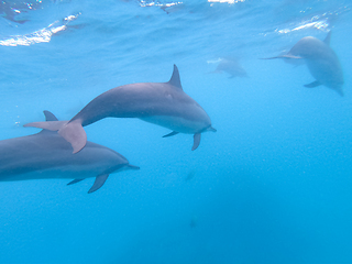 Image showing Flock of dolphins playing in the blue water near Mafushi island, Maldives