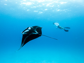 Image showing Underwater view of hovering Giant oceanic manta ray, Manta Birostris , and man free diving in blue ocean. Watching undersea world during adventure snorkeling tour on Maldives islands.