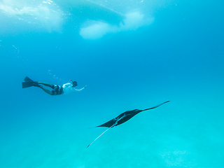 Image showing Underwater view of hovering Giant oceanic manta ray, Manta Birostris , and man free diving in blue ocean. Watching undersea world during adventure snorkeling tour on Maldives islands.