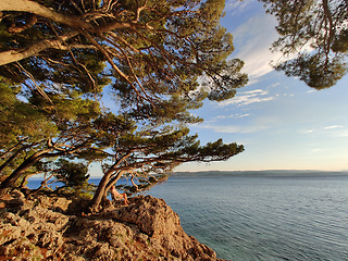 Image showing Pensive woman on vacations, sitting and relaxing under large pine tree on bench by dip blue sea enjoying beautiful sunset light in Brela, Makarska region, Dalmatia, Croatia