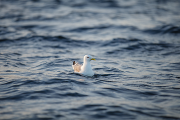 Image showing bird on sea water