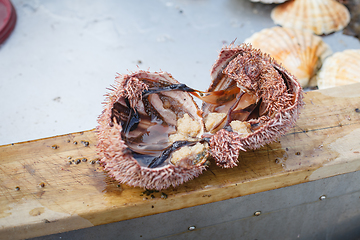 Image showing sea urchin cut in half