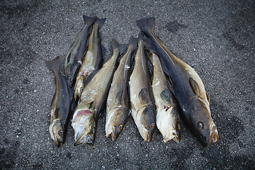 Image showing fresh Norwegian fish