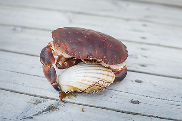 Image showing alive crab holding scallop in claw