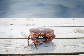 Image showing alive crab standing on wooden floor