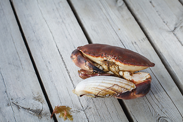 Image showing alive crab holding scallop in claw