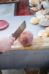 Image showing sea urchin prepared to be cut