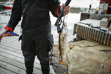 Image showing diver with Norwegian fish